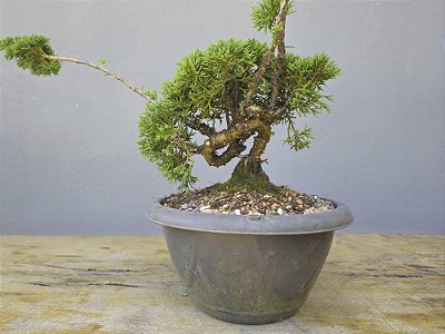 Pré Bonsai Shimpaku Kishu 6 Anos