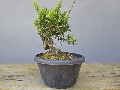 Pré Bonsai Shimpaku Kishu 6 Anos