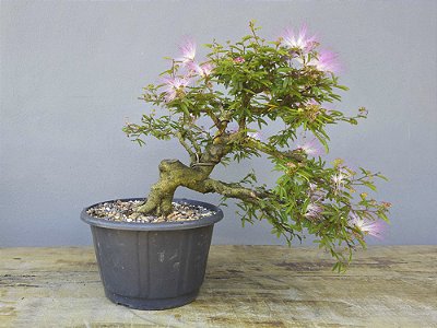 Pré Bonsai Calliandra Rosa 15 Anos