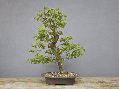 Bonsai Pitheco 15 anos