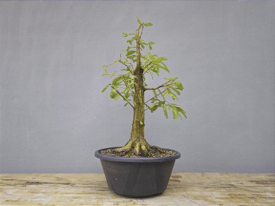 Pré Bonsai Taxodium distichum 11 Anos