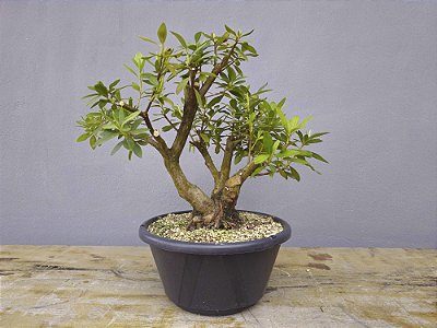 Pré Bonsai Azaléia 10 Anos