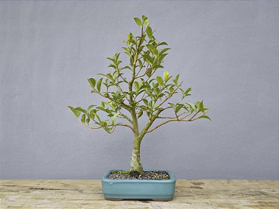 Bonsai Cereja do Rio Grande 15 Anos