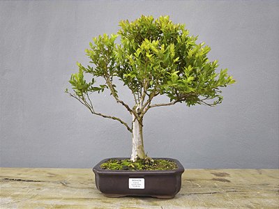 Bonsai Cambuí 10 Anos