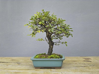 Bonsai Ulmus 8 Anos