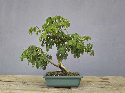 Bonsai Pitheco 8 anos