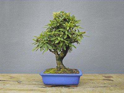 Bonsai Piracanta Amarela 8 Anos