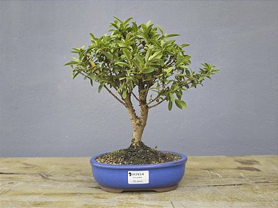 Bonsai Mini Goiaba 5 Anos