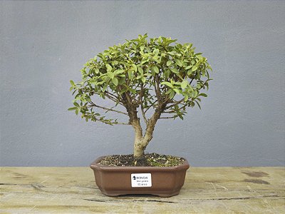 Bonsai Mini Goiaba 5 Anos