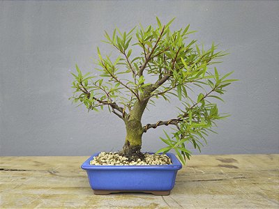 Bonsai Sarandi 8 Anos