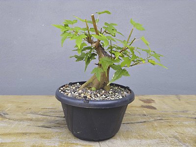 Pré Bonsai Acer Kaede 6 Anos