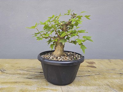 Pré Bonsai Acer Kaede 6 Anos