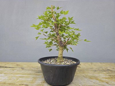 Pré Bonsai Acer Kaede 7 Anos