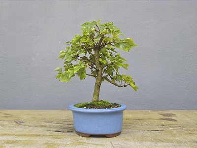 Bonsai Acer Kaede 3 Anos