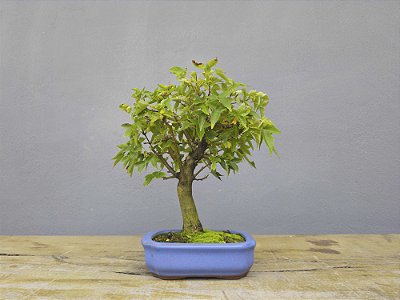 Bonsai Acer Kaede 4 Anos