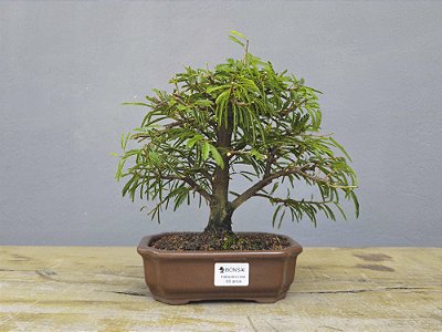 Bonsai Calliandra Rosa 5 Anos