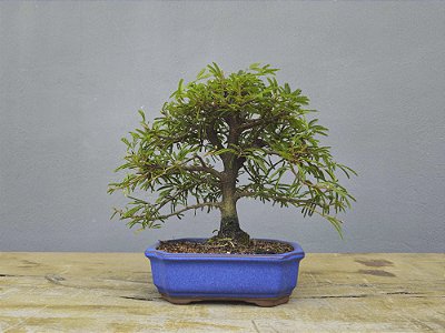 Bonsai Calliandra Rosa 5 Anos