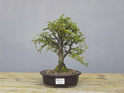 Bonsai Calliandra Rosa 5 Anos