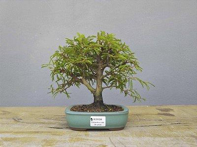 Bonsai Calliandra Rosa 4 Anos