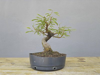 Pré Bonsai Calliandra Rosa 8 Anos