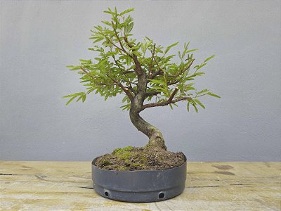 Pré Bonsai Calliandra Rosa 9 Anos