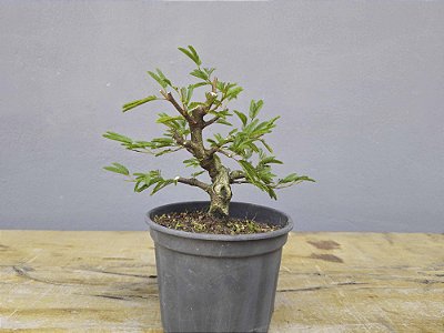 Pré Bonsai Calliandra Rosa 7 Anos