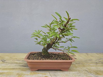 Pré Bonsai Calliandra Rosa 8 Anos