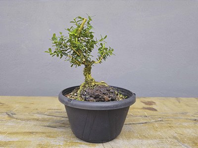 Pré Bonsai Buxus Harlandii Sobre Rocha 4 Anos