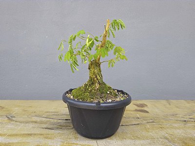 Pré Bonsai Pithecolobium Dumosum 5 Anos