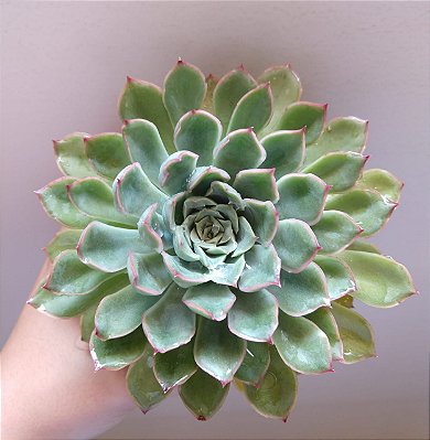 Echeveria Pulidonis