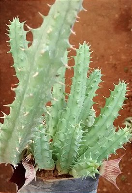 Huernia Keniensis (flor dragão) - pote 6