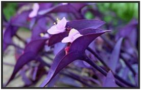 Trapoeraba roxa (Tradescantia pallida purpurea)
