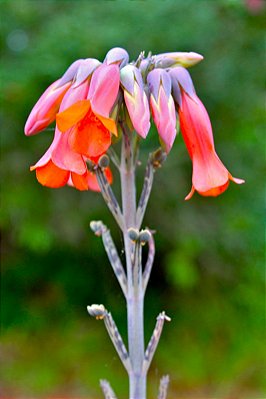 Kalanchoe delagoensis - Mãe de Milhares