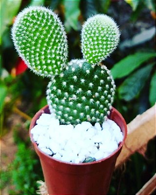 Cacto Opuntia microdasys var. Albispina - BRANCO