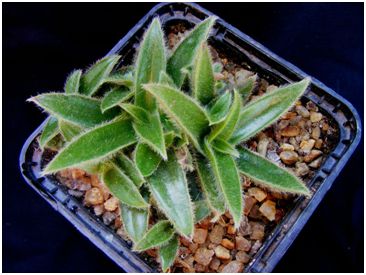 Cyanotis somaliensis (Tradescantia somaliensis) - Pote 6