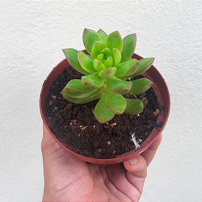 Sedum adolphi