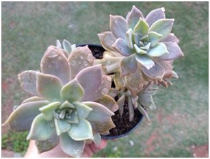 xGraptoveria (sedum) crepúsculo