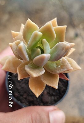 xGraptoveria (sedum) crepúsculo