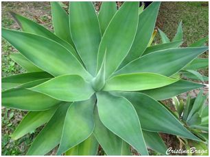 Agave Americana - Paisagismo