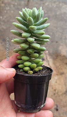 Sedum Morganianum Híbrido (Baby / Sedum burrito / Dedo de moça)