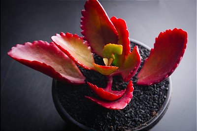 Kalanchoe Sexangularis