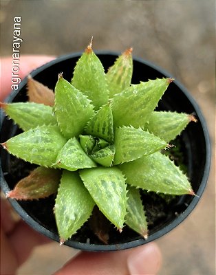 HAWORTHIA RETUSA VAR. TURGIDA CAESPITOSA POTE 6