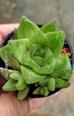 HAWORTHIA CYMBIFORMIS POTE 6