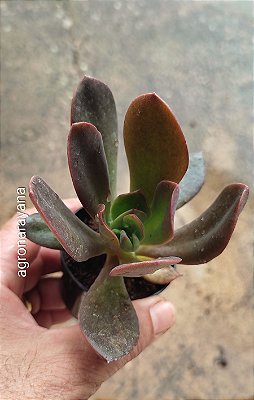 Echeveria Hanaikada - pote 9