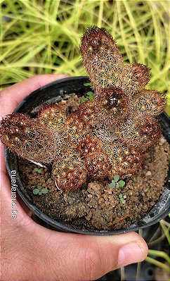 Mammillaria Elongata - Pote 11