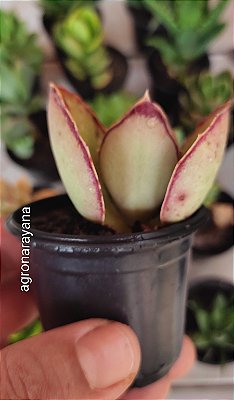 Kalanchoe Sinsepala - Pote 6