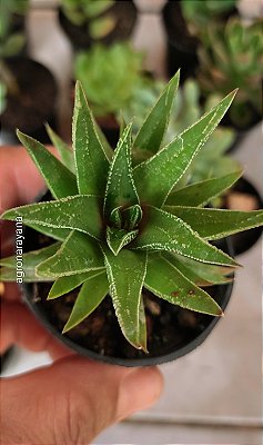 Haworthia Fasciata (01) - Pote 6