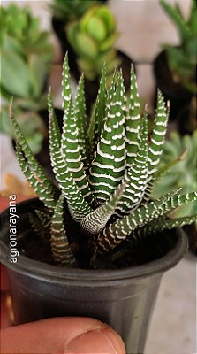 Haworthia Attenuata - Pote 6