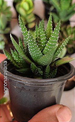 Haworthia Fasciata (02) - Pote 6