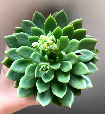 Echeveria 'Mira'